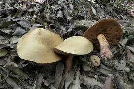 这个“蘑菇王国”已发现1000多种大“菌子”图片