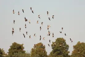 快抬头！“国宝”经过合肥上空图片