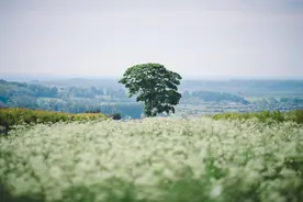 国家能源局对分布式光伏部分问题的回复图片