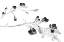 银龄随笔｜风雪无情人有情图片