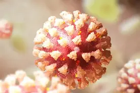 科学家或已发现第一波COVID-19感染在欧美迅速蔓延的原因图片