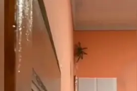 国外一户人家出现巨型蜘蛛 网友：把房子扔了吧图片