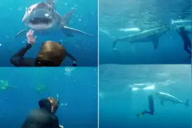 惊险！潜水员徒手击退闯进保护笼的鲨鱼图片