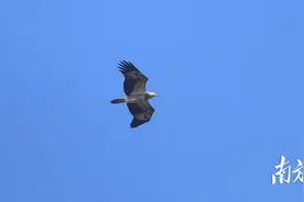 猛禽回来了！湛江上空群“鹰”荟萃图片