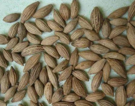 花胶性味归经 2026年花胶性味归经功效作用