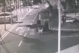 小区内被狗狂追 女子苦求“快控制住它”！主人：我喝酒了，拦不住图片