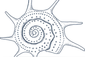 国门生物安全 | 千万不可小觑的蚊子图片