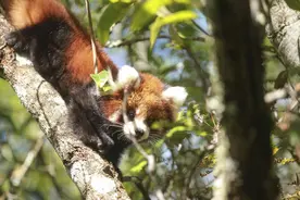 云南普洱：野外诞生的小熊猫成功繁育 太阳河公园每天上演“抢崽”大战图片