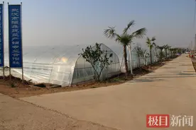 武汉推行农业主体产销一体化，助力全面增收还可保障“菜篮子”供应图片