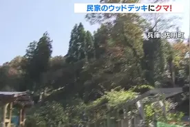 日本一头熊闯入民居院子待了一天多 被注射镇静剂杀死图片