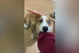 柯基“拆家”被训全身发抖，主人：想吓吓它，最后没忍心动手视频封面