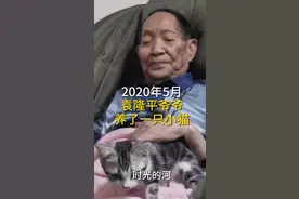 袁隆平的猫还在等他回家！花花长大了，但依旧是稻田的守护者图片
