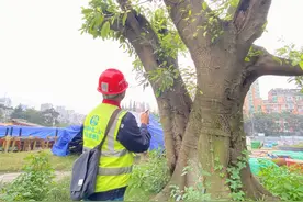 “树不动，我们动”成都在建地铁站为一棵大树让路图片