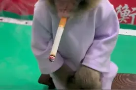 衡水武邑一动物园拍摄猴子抽烟视频引争议 当地县长热线：已责令调查核实图片