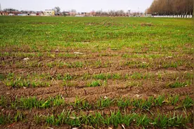 寒潮即将来袭 正值苗期的冬小麦该如何“御寒”？图片