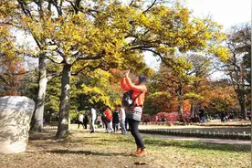 红叶、黄叶、橙叶、紫叶......又是一年赏秋季！青岛发布秋季观叶地图图片