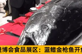 今日进博丨1斤3100元！刺身之王、谷饲牛排都在这图片