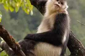 云南的雪山精灵，会微笑的滇金丝猴图片