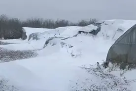 降雪持续 京郊有采摘园大棚被积雪压塌图片