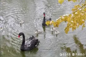 雪地里撒欢！动物王国的冬天来啦，快看小动物们的冰雪世界图片