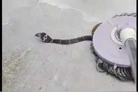 吓人，浙江一人家中惊现毒蛇！还呲呲吐着信子……图片