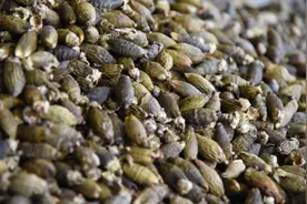 不仅是食物那么简单，槟榔的危害你知道多少？图片