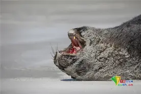 实拍新西兰野生动物 海狮悠哉晒日光浴图片