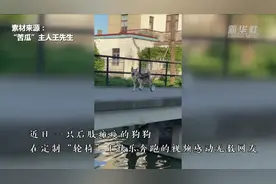 “轮椅”上快乐到“飞起”的残疾狗狗超治愈图片