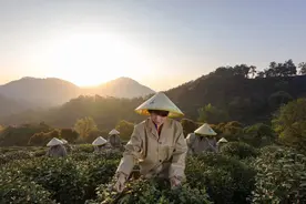 西湖龙井要唱成“四季歌”杭州景区茶企打造“双十一”爆款图片