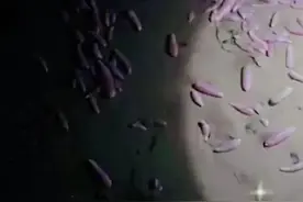 密密麻麻，满地都是！烟台人连夜打灯拿麻袋捞海肠！怎么吃？真不用愁…图片