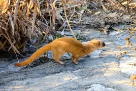 济南沉砂池生态环境真好｜拍到了黄鼠狼，你认识吗？图片