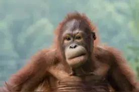 南京动物园红猩猩画画出书：《我不是野兽派》视频封面