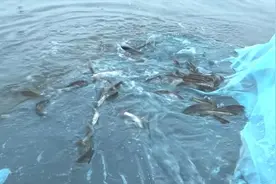 保护生物多样性，新疆巴州三万余尾大规格扁吻鱼放流博斯腾湖