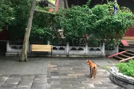 小狐狸频繁现身京郊潭柘寺引游人投喂，专家提醒谨防被咬伤图片