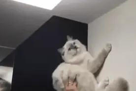 苍蝇凭啥能在光玻璃上竖着走？真相是恶心但没料到这么高级图片