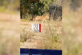 小狐狸频繁现身京郊潭柘寺，专家：不应向其投喂食物图片