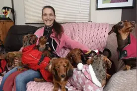 国外女子养12只迷你香肠狗 4年花费超2.3万英镑图片