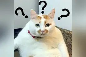 四川多地发现“恶魔之花”，发现请立即上报图片