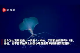 罕见！6米长的“巨型鱿鱼”，美科学家在2800米深海拍到画面图片