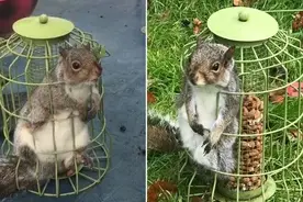 自食其果！小松鼠偷吃太多坚果被卡在喂食器里图片