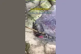 专家回应“200斤鳄鱼被吓后待水里溺死”：健康鳄鱼不会溺水，或因生病所致图片