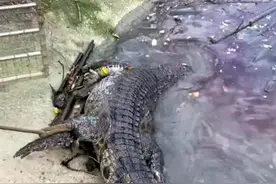 专家回应“200斤鳄鱼被吓后待水里溺死”：健康鳄鱼不会溺水，或因生病所致图片