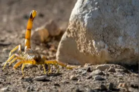 埃及雷暴天气招来致命蝎子，已蜇伤500多人图片