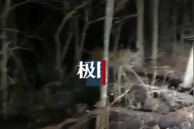 吉林男子清晨上班偶遇东北虎，淡定停车拍视频图片