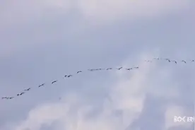 “嘎嘎嘎……”叫声响成一片！原来是60余只灰鹤扎堆保山坝子图片