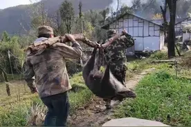 四川仅有一支完备猎捕队vs万头野猪 吃货们想上？真不行图片