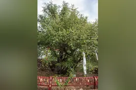 900年菩提树下，唐卡见证美丽乡城故事图片