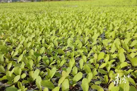 惠州梅菜探索特产“突围”之路图片