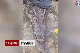 柳州200斤鳄鱼被淹死？全国网友看懵了！养殖场主澄清真相图片
