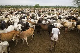 没眼看！视频显示印度医生捡起牛粪就吃，网友上传冲洗眼球表情包图片
